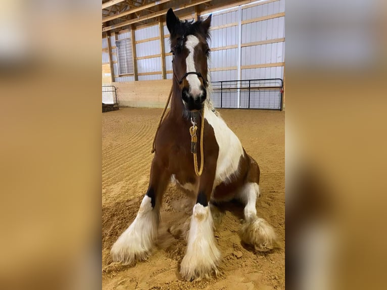 Cob Irlandese / Tinker / Gypsy Vanner Giumenta 12 Anni 132 cm Tobiano-tutti i colori in Arvada