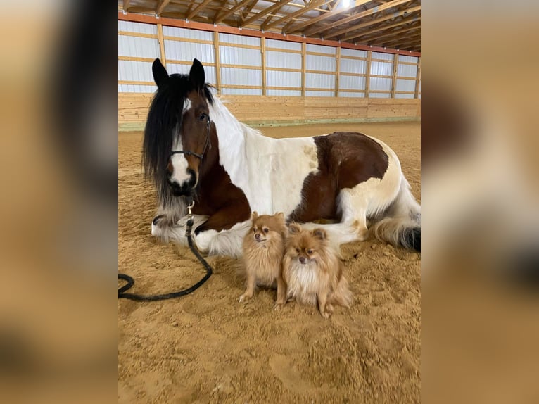 Cob Irlandese / Tinker / Gypsy Vanner Giumenta 12 Anni 132 cm Tobiano-tutti i colori in Arvada