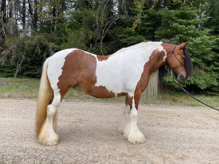 Cob Irlandese / Tinker / Gypsy Vanner Giumenta 12 Anni 132 cm Tobiano-tutti i colori in Arvada