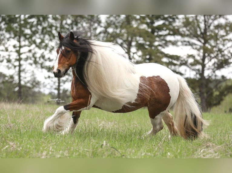 Cob Irlandese / Tinker / Gypsy Vanner Giumenta 12 Anni 132 cm Tobiano-tutti i colori in Arvada