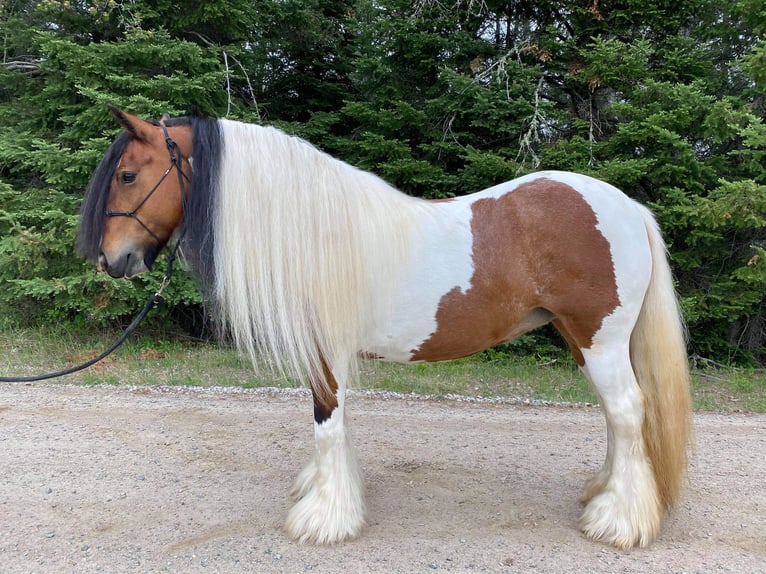 Cob Irlandese / Tinker / Gypsy Vanner Giumenta 12 Anni 132 cm Tobiano-tutti i colori in Arvada