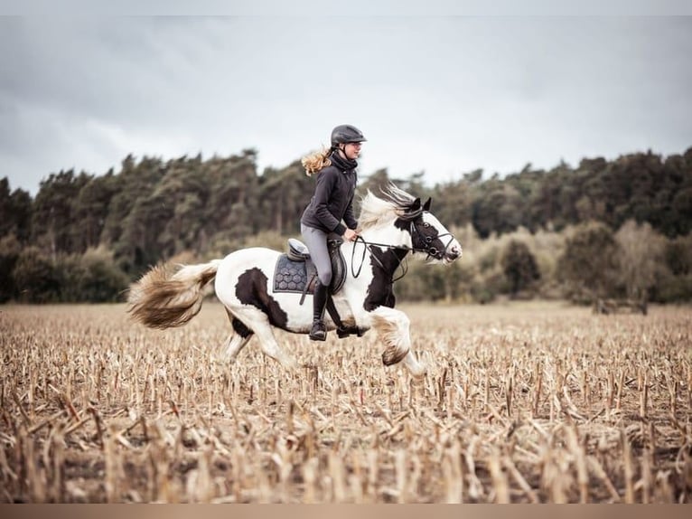 Cob Irlandese / Tinker / Gypsy Vanner Giumenta 12 Anni 133 cm Pezzato in Eggermühlen