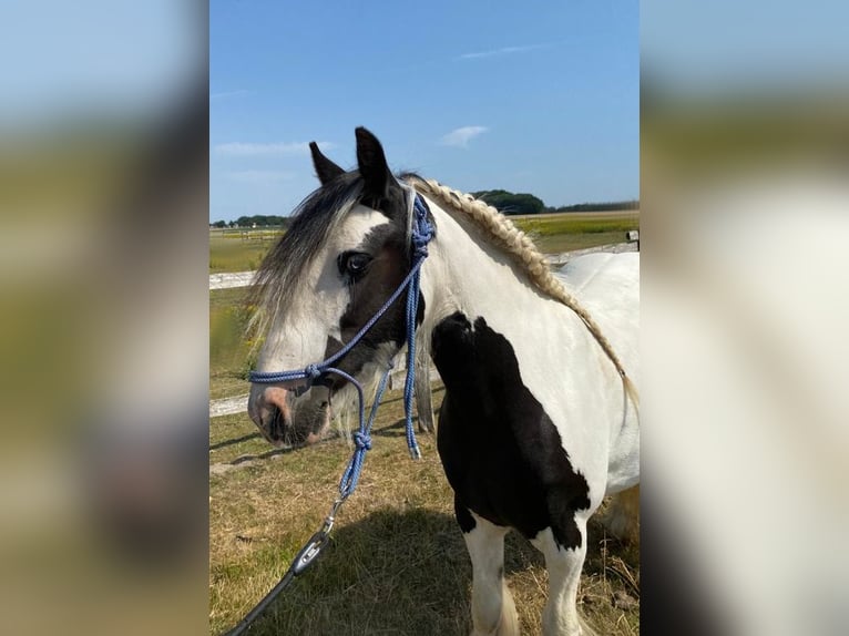 Cob Irlandese / Tinker / Gypsy Vanner Giumenta 12 Anni 133 cm Pezzato in Eggermühlen