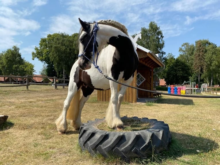 Cob Irlandese / Tinker / Gypsy Vanner Giumenta 12 Anni 133 cm Pezzato in Eggermühlen