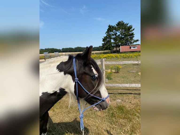 Cob Irlandese / Tinker / Gypsy Vanner Giumenta 12 Anni 133 cm Pezzato in Eggermühlen