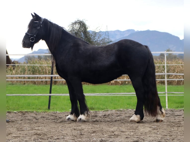 Cob Irlandese / Tinker / Gypsy Vanner Giumenta 12 Anni 145 cm Morello in Kirchbichl