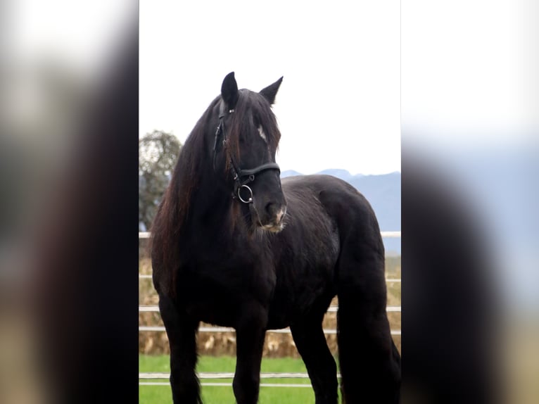 Cob Irlandese / Tinker / Gypsy Vanner Giumenta 12 Anni 145 cm Morello in Kirchbichl