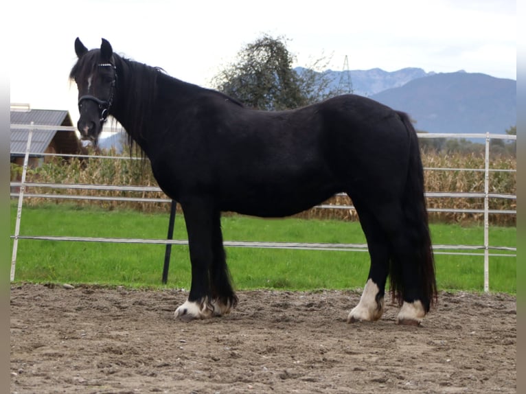 Cob Irlandese / Tinker / Gypsy Vanner Giumenta 12 Anni 145 cm Morello in Kirchbichl