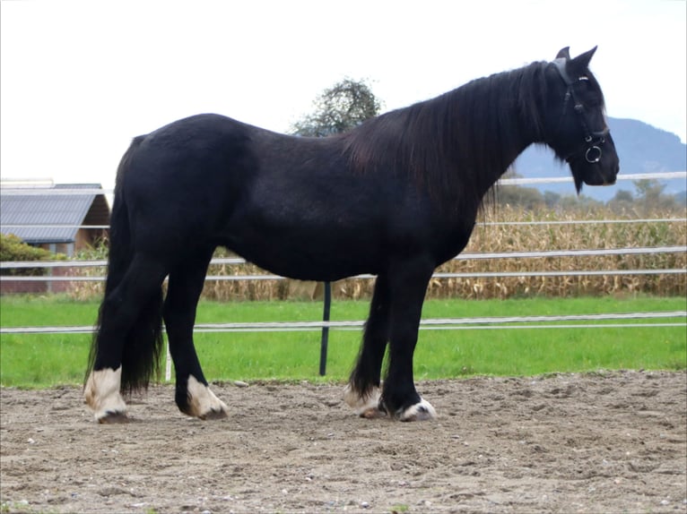 Cob Irlandese / Tinker / Gypsy Vanner Giumenta 12 Anni 145 cm Morello in Kirchbichl