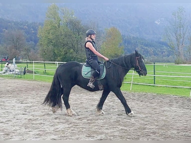 Cob Irlandese / Tinker / Gypsy Vanner Giumenta 12 Anni 145 cm Morello in Kirchbichl