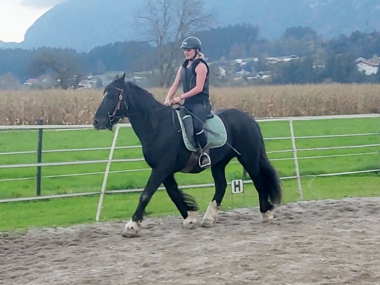 Cob Irlandese / Tinker / Gypsy Vanner Giumenta 12 Anni 145 cm Morello in Kirchbichl