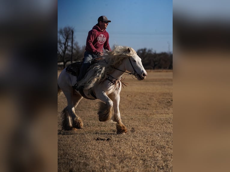 Cob Irlandese / Tinker / Gypsy Vanner Giumenta 12 Anni 152 cm Cremello in Comache, TX