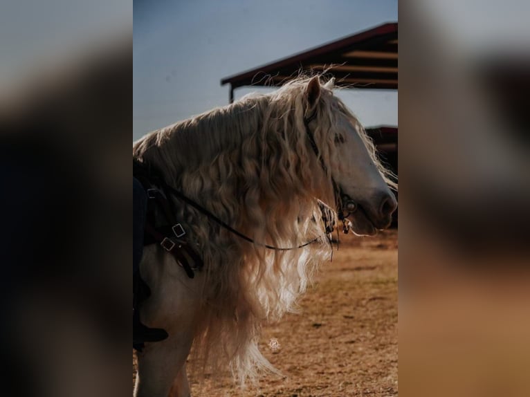 Cob Irlandese / Tinker / Gypsy Vanner Giumenta 12 Anni 152 cm Cremello in Comache, TX