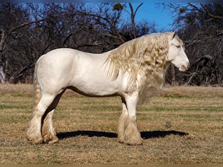 Cob Irlandese / Tinker / Gypsy Vanner Giumenta 12 Anni 152 cm Cremello in Comache, TX