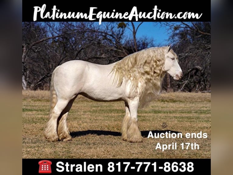 Cob Irlandese / Tinker / Gypsy Vanner Giumenta 12 Anni 152 cm Cremello in Comache, TX