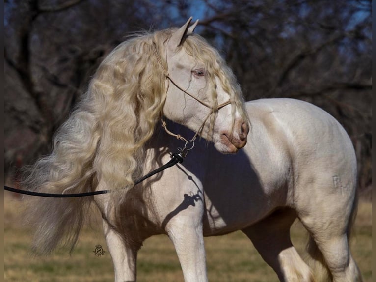 Cob Irlandese / Tinker / Gypsy Vanner Giumenta 12 Anni 152 cm Cremello in Comache, TX