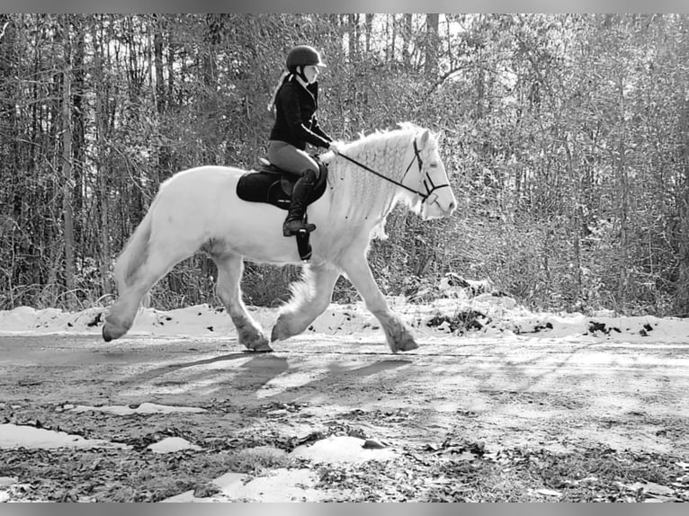 Cob Irlandese / Tinker / Gypsy Vanner Giumenta 12 Anni 152 cm Cremello in Comache, TX