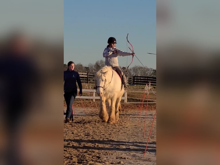 Cob Irlandese / Tinker / Gypsy Vanner Giumenta 12 Anni 152 cm Cremello in Comache, TX