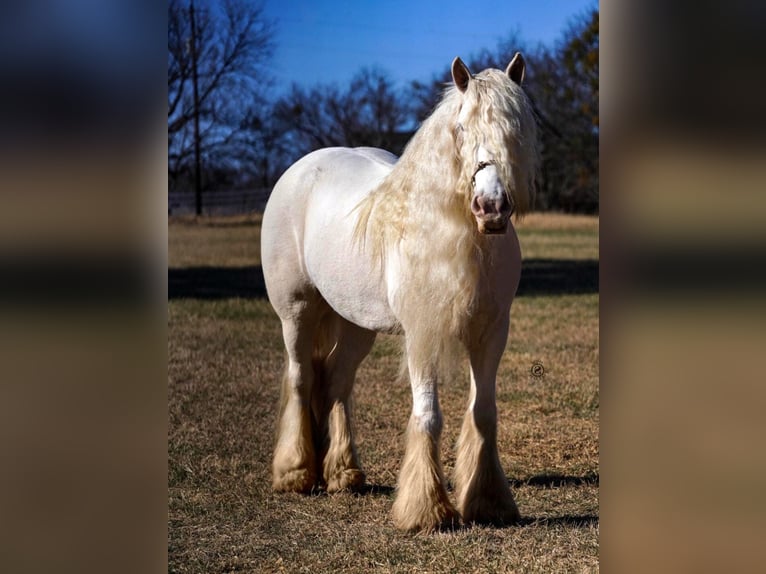 Cob Irlandese / Tinker / Gypsy Vanner Giumenta 12 Anni 152 cm Cremello in Comache, TX