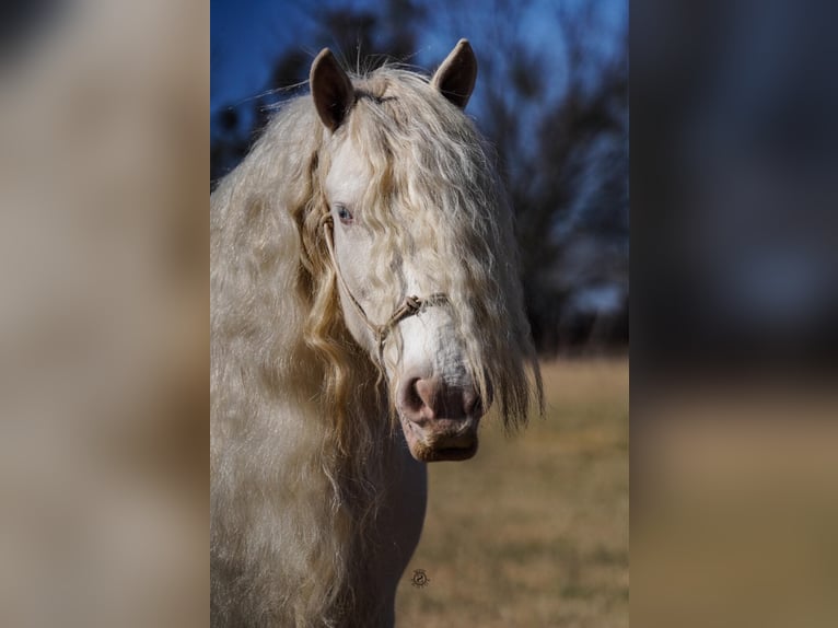 Cob Irlandese / Tinker / Gypsy Vanner Giumenta 12 Anni 152 cm Cremello in Comache, TX