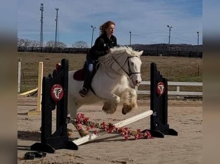 Cob Irlandese / Tinker / Gypsy Vanner Giumenta 12 Anni 152 cm Cremello in Comache, TX