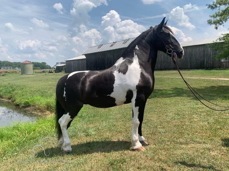 Cob Irlandese / Tinker / Gypsy Vanner Giumenta 12 Anni 152 cm Tobiano-tutti i colori in Lawrenceburg, TN