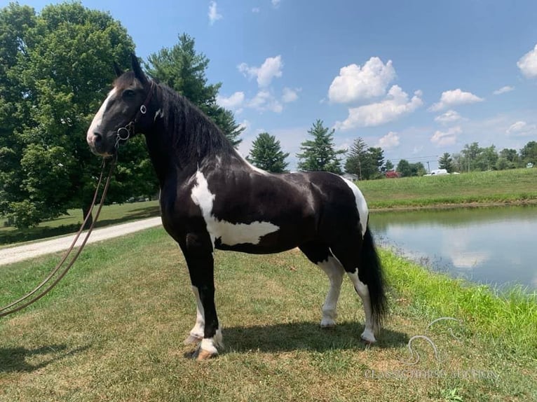 Cob Irlandese / Tinker / Gypsy Vanner Giumenta 12 Anni 152 cm Tobiano-tutti i colori in Lawrenceburg, TN