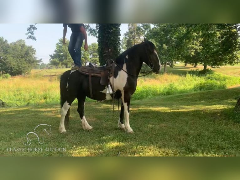 Cob Irlandese / Tinker / Gypsy Vanner Giumenta 12 Anni 152 cm Tobiano-tutti i colori in Lawrenceburg, TN