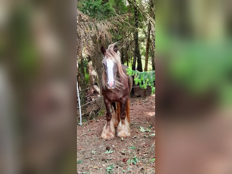 Cob Irlandese / Tinker / Gypsy Vanner Giumenta 12 Anni 156 cm in Losheim am See