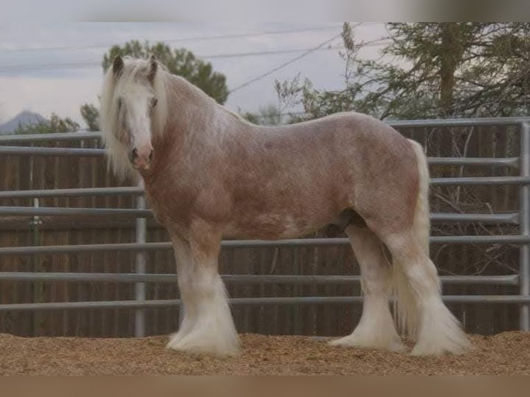 Cob Irlandese / Tinker / Gypsy Vanner Giumenta 12 Anni 156 cm in Losheim am See