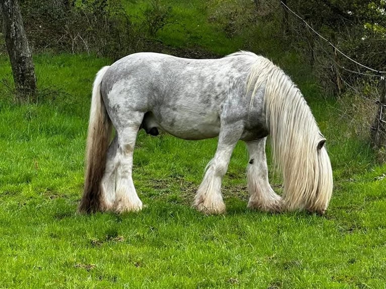 Cob Irlandese / Tinker / Gypsy Vanner Giumenta 12 Anni 156 cm in Losheim am See