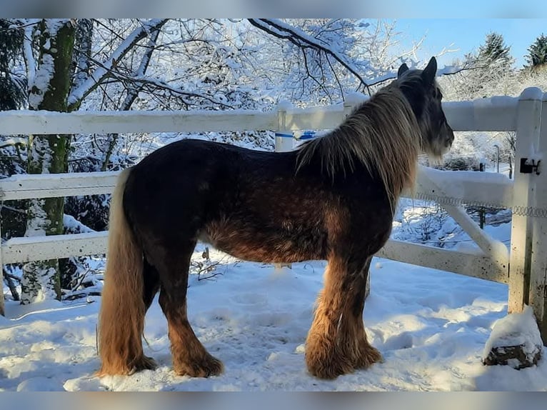 Cob Irlandese / Tinker / Gypsy Vanner Giumenta 12 Anni 156 cm in Losheim am See