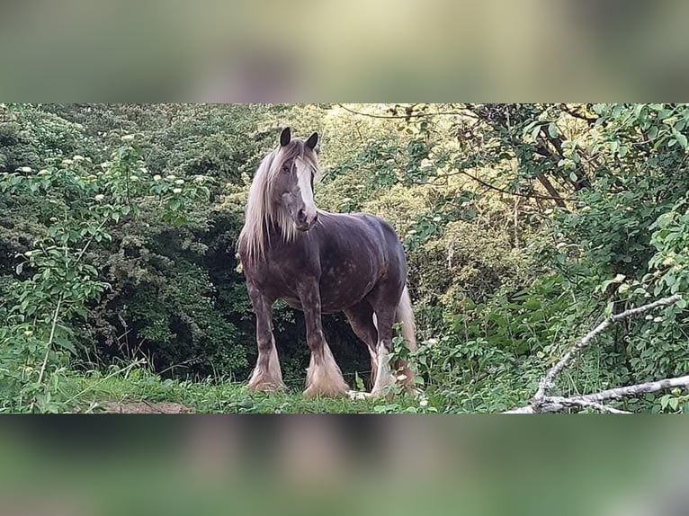 Cob Irlandese / Tinker / Gypsy Vanner Giumenta 12 Anni 156 cm in Losheim am See