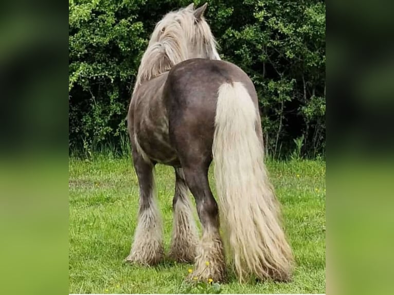 Cob Irlandese / Tinker / Gypsy Vanner Giumenta 12 Anni 156 cm in Losheim am See