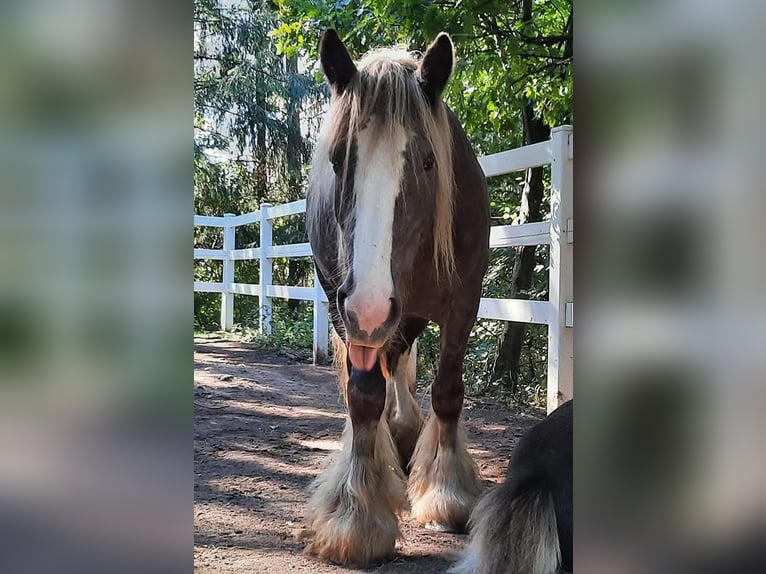 Cob Irlandese / Tinker / Gypsy Vanner Giumenta 12 Anni 156 cm in Losheim am See