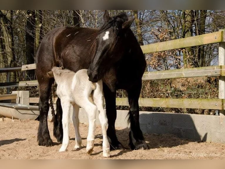 Cob Irlandese / Tinker / Gypsy Vanner Giumenta 12 Anni 156 cm in Losheim am See