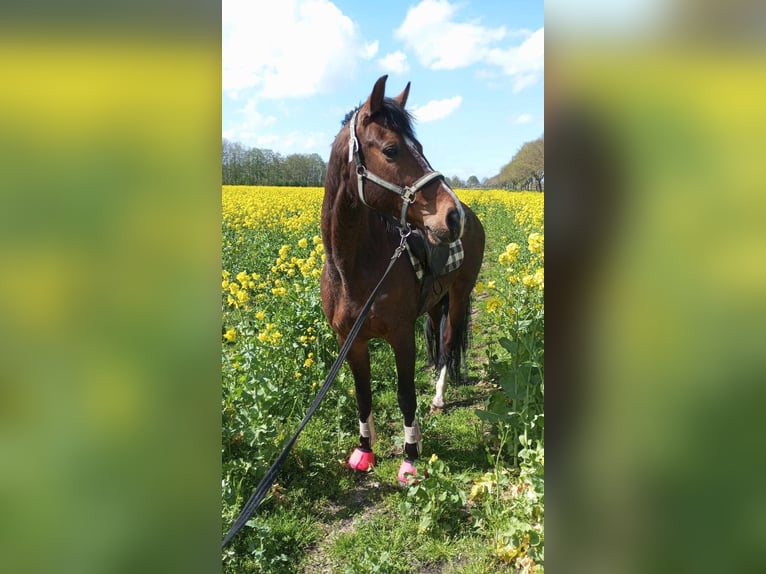 Cob Irlandese / Tinker / Gypsy Vanner Giumenta 13 Anni 130 cm Pezzato in Wilhelmshaven