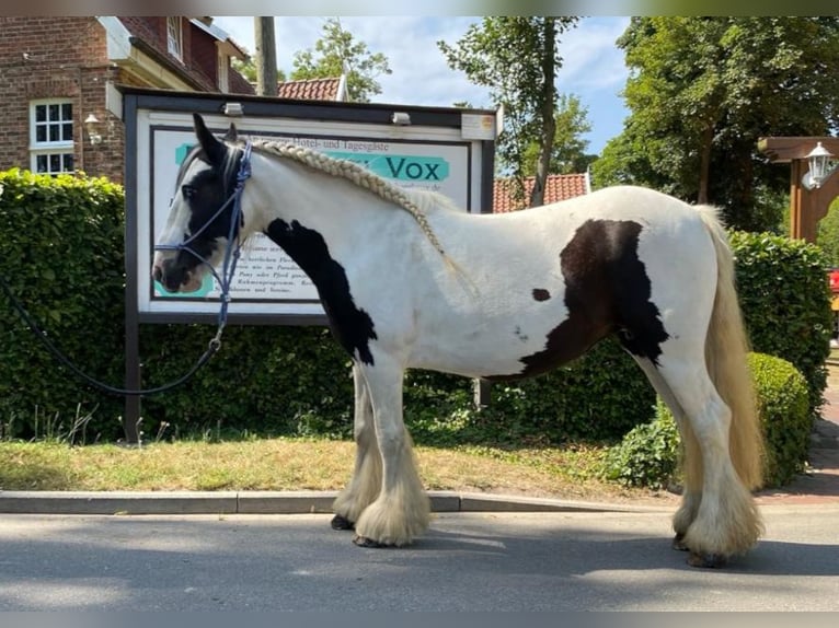 Cob Irlandese / Tinker / Gypsy Vanner Giumenta 13 Anni 133 cm Pezzato in Eggermühlen