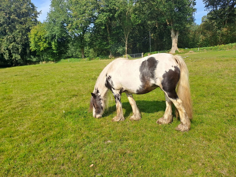 Cob Irlandese / Tinker / Gypsy Vanner Giumenta 13 Anni 135 cm Pezzato in Ramstedt