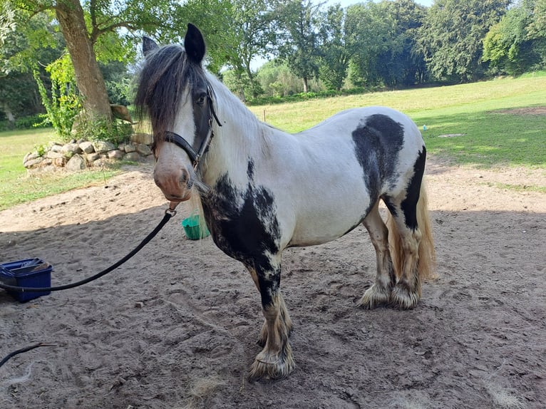 Cob Irlandese / Tinker / Gypsy Vanner Giumenta 13 Anni 135 cm Pezzato in Ramstedt