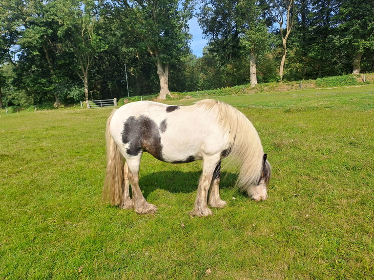 Cob Irlandese / Tinker / Gypsy Vanner Giumenta 13 Anni 135 cm Pezzato in Ramstedt