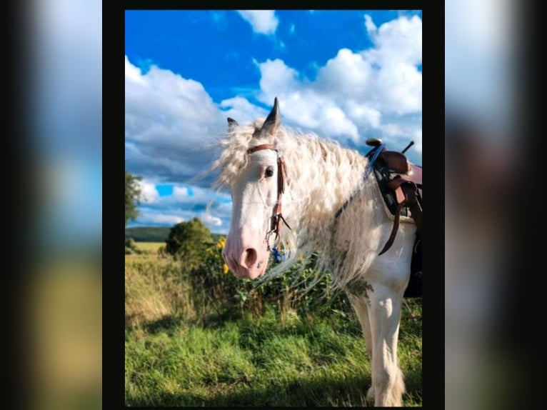 Cob Irlandese / Tinker / Gypsy Vanner Giumenta 13 Anni 137 cm Pezzato in Rattelsdorf (Ofr)