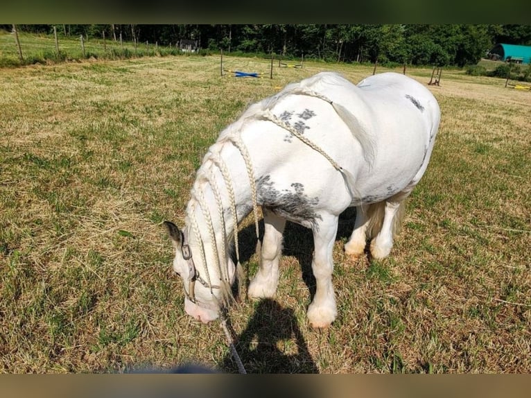 Cob Irlandese / Tinker / Gypsy Vanner Giumenta 13 Anni 137 cm Pezzato in Rattelsdorf (Ofr)