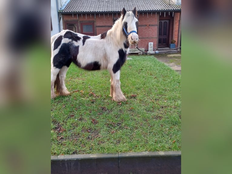 Cob Irlandese / Tinker / Gypsy Vanner Giumenta 13 Anni 138 cm Pezzato in Vienenburg