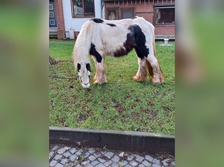 Cob Irlandese / Tinker / Gypsy Vanner Giumenta 13 Anni 138 cm Pezzato in Vienenburg