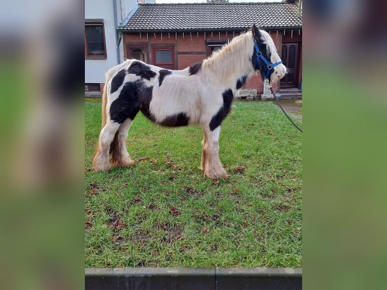 Cob Irlandese / Tinker / Gypsy Vanner Giumenta 13 Anni 138 cm Pezzato in Vienenburg