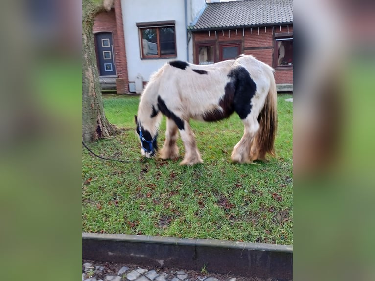 Cob Irlandese / Tinker / Gypsy Vanner Giumenta 13 Anni 138 cm Pezzato in Vienenburg