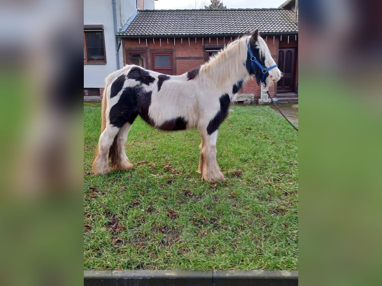 Cob Irlandese / Tinker / Gypsy Vanner Giumenta 13 Anni 138 cm Pezzato in Vienenburg