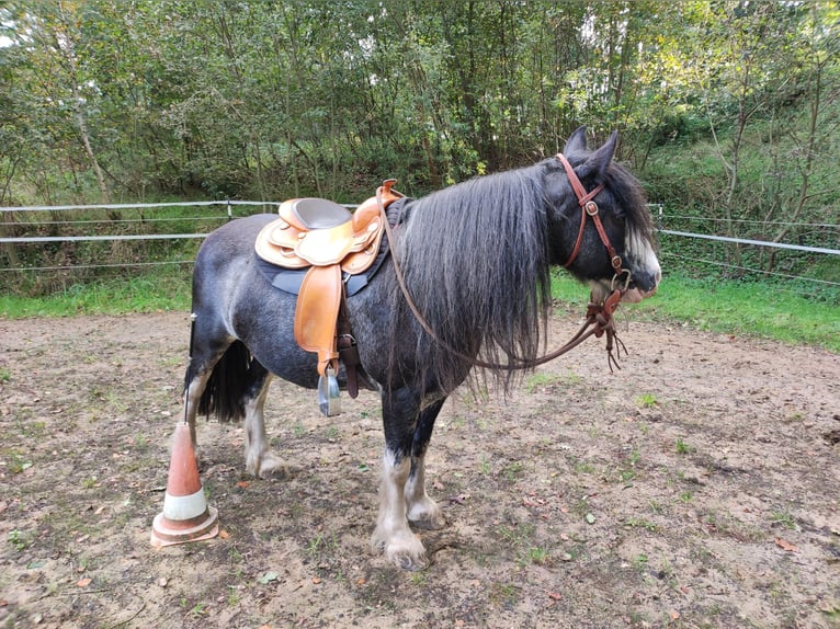 Cob Irlandese / Tinker / Gypsy Vanner Giumenta 13 Anni 140 cm Roano blu in Andervenne