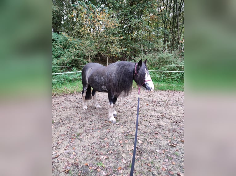 Cob Irlandese / Tinker / Gypsy Vanner Giumenta 13 Anni 140 cm Roano blu in Andervenne